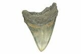 Serrated, Fossil Megalodon Tooth - North Carolina #271244-1